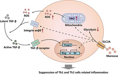 Mannose Treatment: A Promising Novel Strategy to Suppress Inflammation